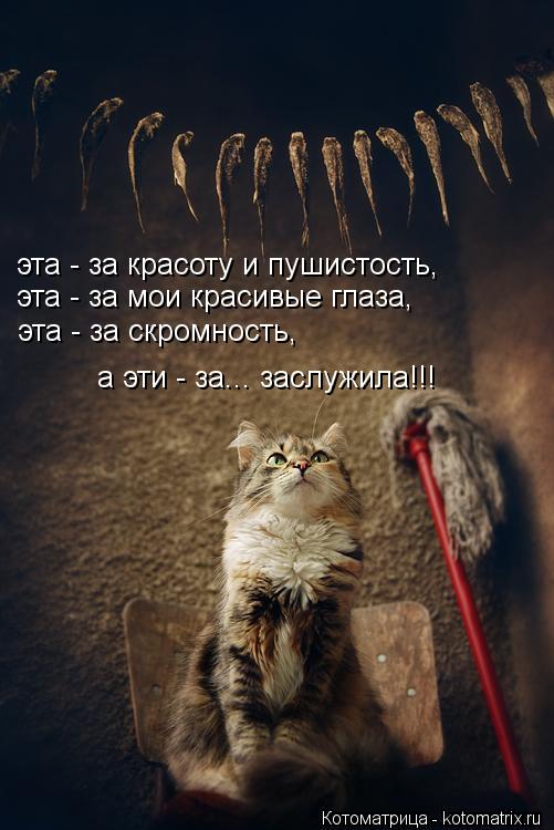 Котоматрица: эта - за мои красивые глаза, эта - за красоту и пушистость, эта - за скромность, а эти - за... заслужила!!!