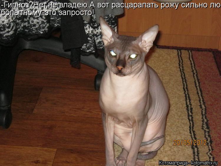 Котоматрица: -Гипноз?Нет,не владею.А вот расцарапать рожу сильно лю- бопытному-это запросто!