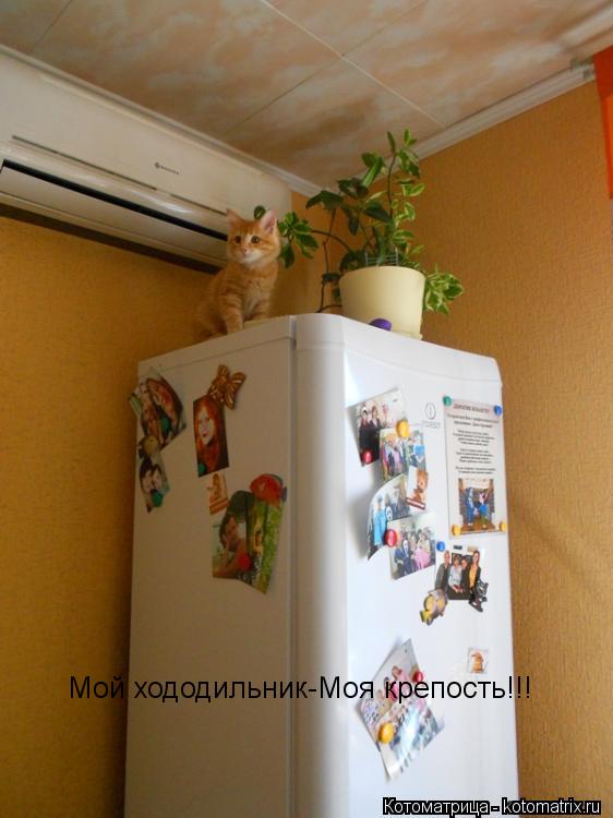 Котоматрица: Мой хододильник-Моя крепость!!!