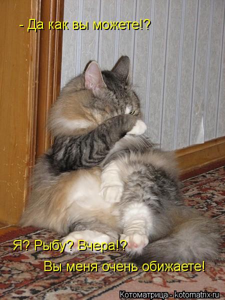 Котоматрица: - Да как вы можете!? Я? Рыбу? Вчера!? Вы меня очень обижаете!