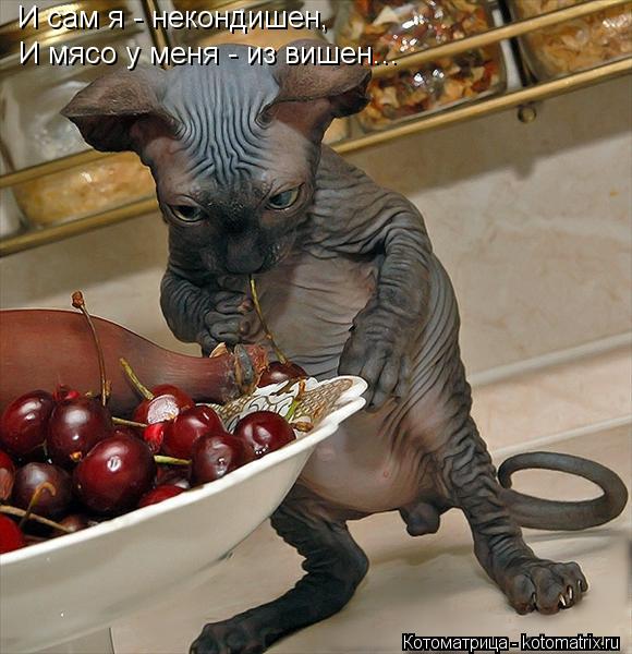 Котоматрица: И сам я - некондишен, И мясо у меня - из вишен...