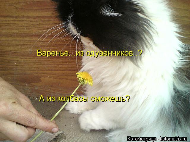 Котоматрица: Варенье...из одуванчиков..? А из колбасы сможешь?