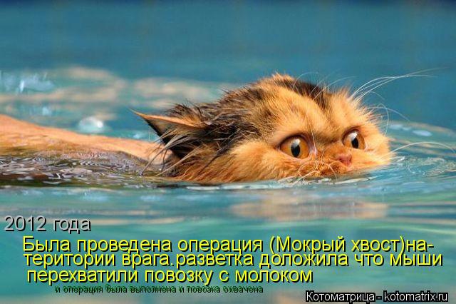 Котоматрица: 2012 года  Была проведена операция (Мокрый хвост)на- перехватили повозку с молоком територии врага.разветка доложила что мыши и операция была