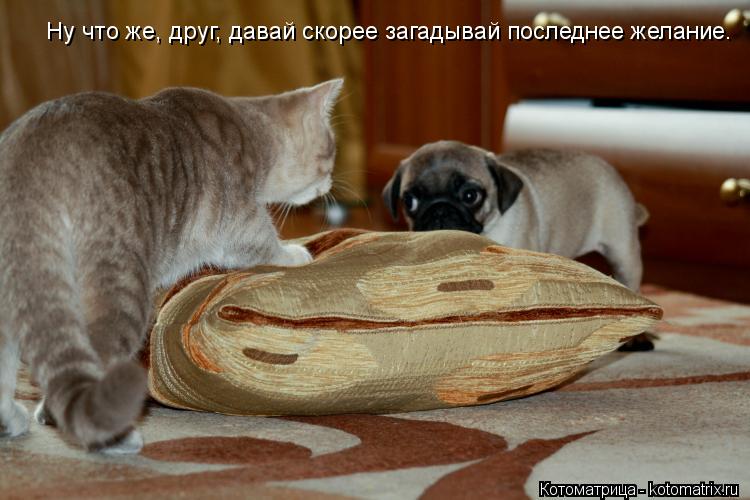 Котоматрица: Ну что же, друг, давай скорее загадывай последнее желание.