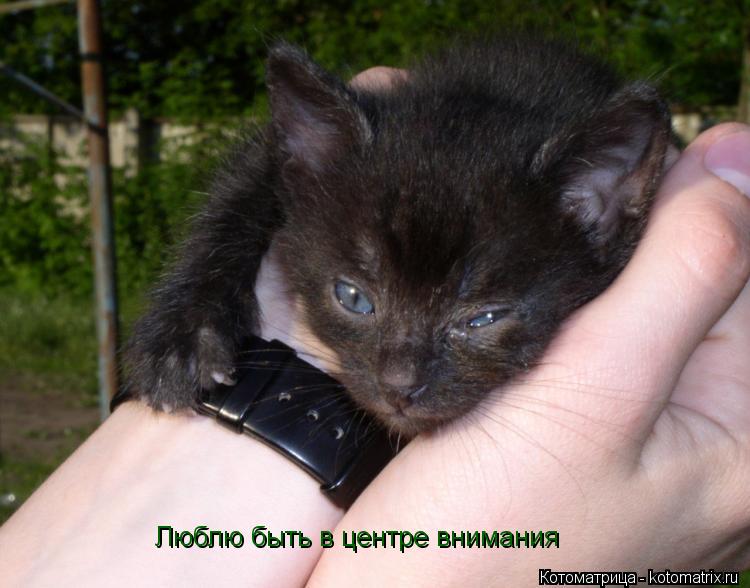 Котоматрица: Люблю быть в центре внимания