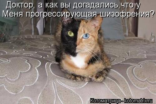 Котоматрица: Доктор, а как вы догадались,что у Меня прогрессирующая шизофрения?
