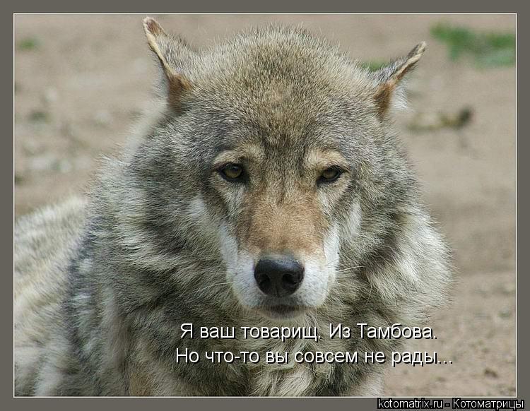 Котоматрица: Но что-то вы совсем не рады... Я ваш товарищ. Из Тамбова.