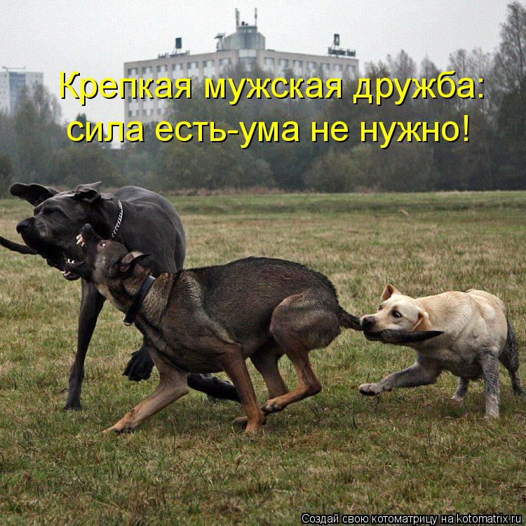 Котоматрица: Крепкая мужская дружба: сила есть-ума не нужно!
