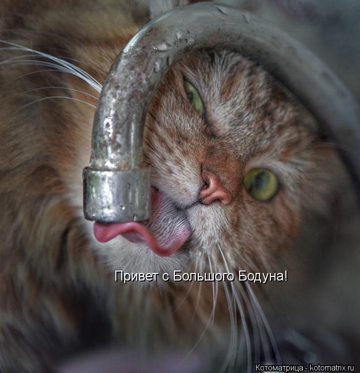 Привет с Большого Бодуна!... Котоматрица: Привет с Большого Бодуна!