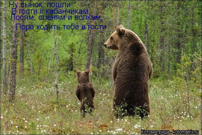 Котоматрица: Ну сынок, пошли В гости к кабанчикам, Лосям, оленям и волкам. Пора ходить тебе в гости