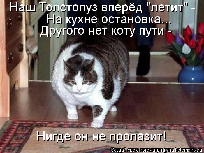 Наш Толстопуз вперёд "летит" - На кухне остановка... Другого нет коту пути - Нигде он не пролазит!... Котоматрица: Наш Толстопуз вперёд "летит" - На кухне остановка... Другого нет коту пути - Нигде он не пролазит!