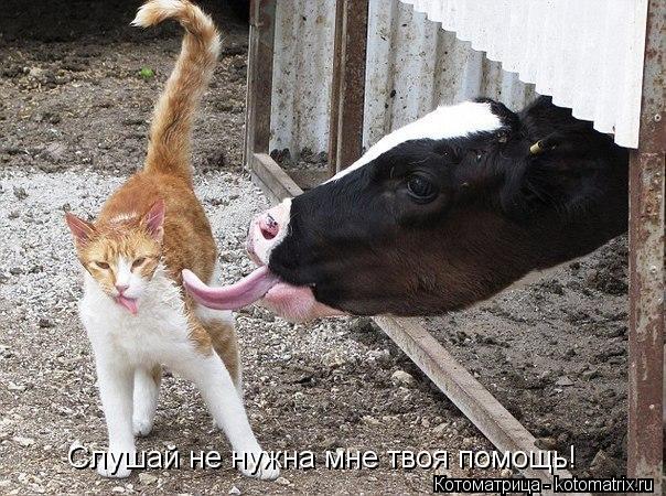 Слушай не нужна мне твоя помощь!... Котоматрица: Слушай не нужна мне твоя помощь!