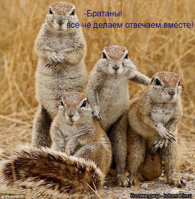 -Братаны! всё чё делаем отвечаем вместе!... Котоматрица: -Братаны! всё чё делаем отвечаем вместе!