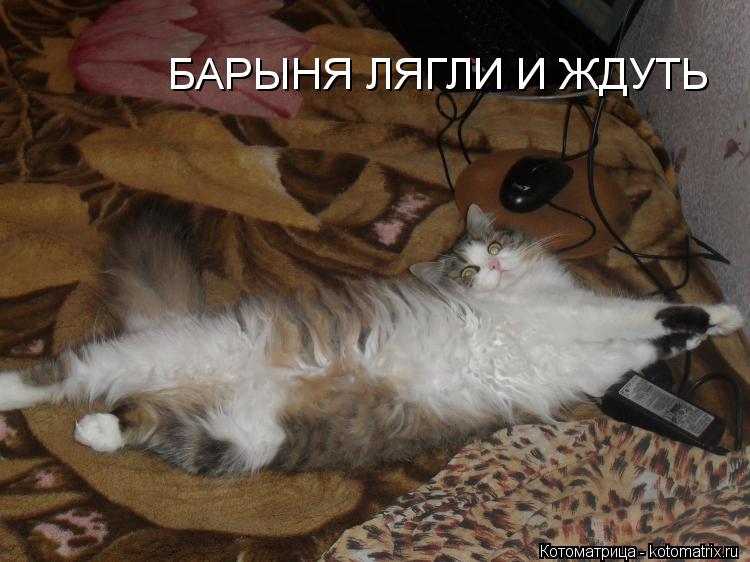 БАРЫНЯ ЛЯГЛИ И ЖДУТЬ... Котоматрица: БАРЫНЯ ЛЯГЛИ И ЖДУТЬ