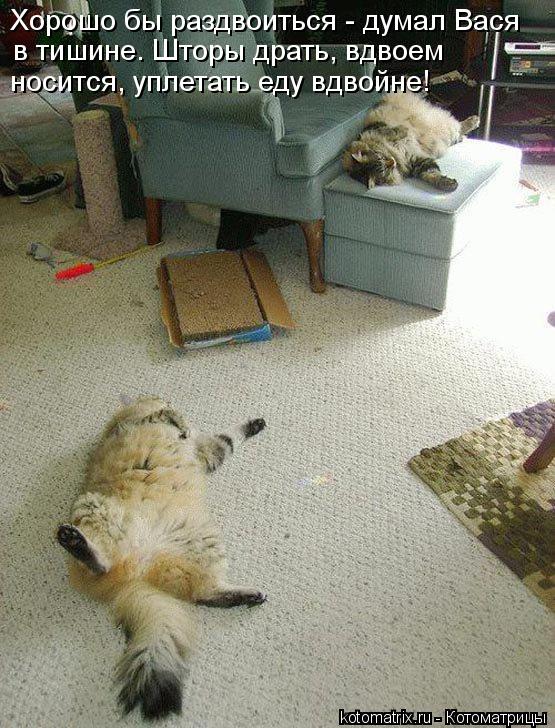 Хорошо бы раздвоиться - думал Вася в тишине. Шторы драть, вдвоем носится, уплетать еду вдвойне!... Котоматрица: Хорошо бы раздвоиться - думал Вася в тишине. Шторы драть, вдвоем носится, уплетать еду вдвойне!
