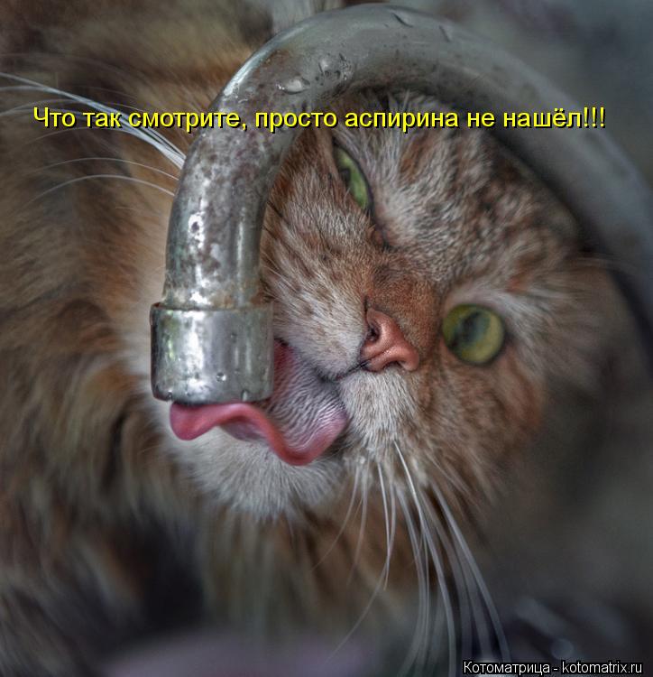 Что так смотрите, просто аспирина не нашёл!!!... Котоматрица: Что так смотрите, просто аспирина не нашёл!!!