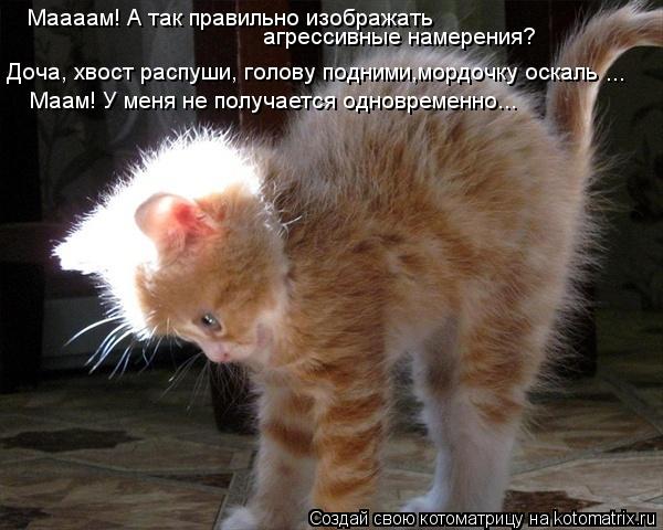 Котоматрица: Маааам! А так правильно изображать  агрессивные намерения? Доча, хвост распуши, голову подними,мордочку оскаль ... Маам! У меня не получается 