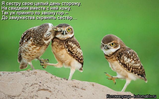 Я сестру свою целый день сторожу. На свидания вместе с ней хожу. Так уж принято по закону гор – До за... Котоматрица: Я сестру свою целый день сторожу. На свидания вместе с ней хожу. Так уж принято по закону гор – До замужества охранять сестёр…