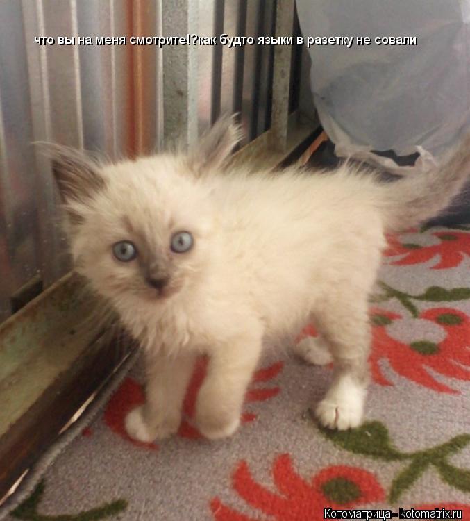 Котоматрица: что вы на меня смотрите!?как будто языки в разетку не совали