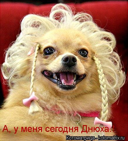 Котоматрица: А, у меня сегодня Днюха.!