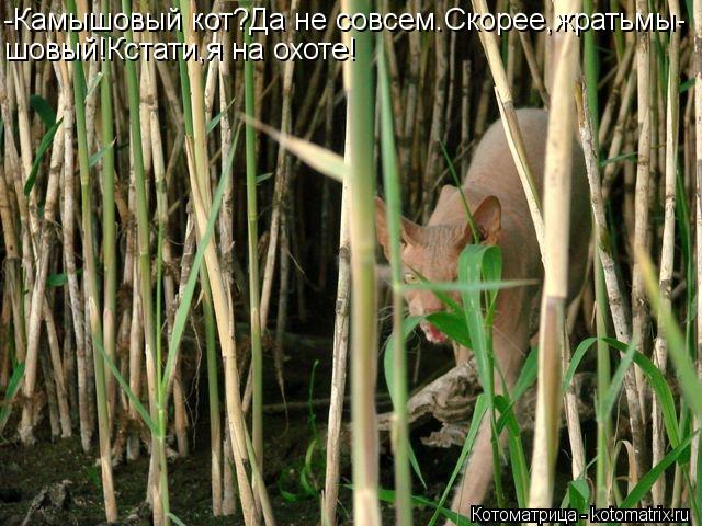 -Камышовый кот?Да не совсем.Скорее,жратьмы- шовый!Кстати,я на охоте!... Котоматрица: -Камышовый кот?Да не совсем.Скорее,жратьмы- шовый!Кстати,я на охоте!