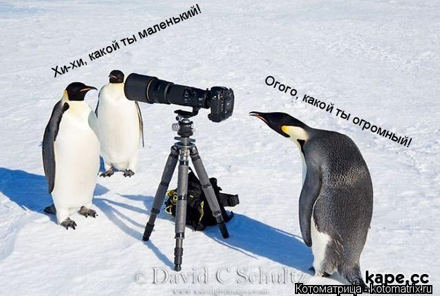 Котоматрица: Хи-хи, какой ты маленький!  Огого, какой ты огромный!