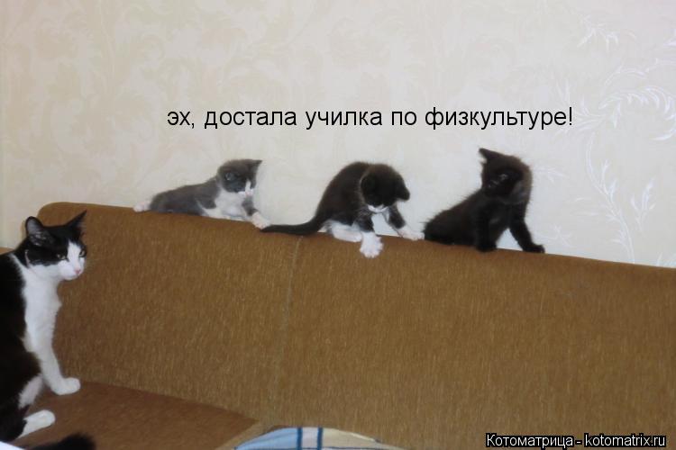 Котоматрица: эх, достала училка по физкультуре!