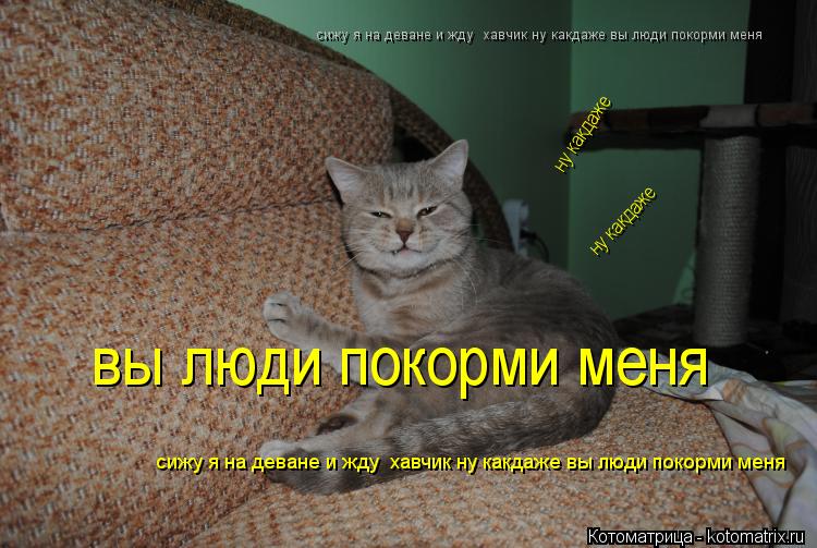 Котоматрица: сижу я на деване и жду  хавчик ну какдаже вы люди покорми меня  ну какдаже   ну какдаже  сижу я на деване и жду  хавчик ну какдаже вы люди покор