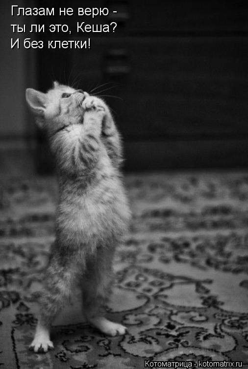 Глазам не верю - ты ли это, Кеша? И без клетки!... Котоматрица: Глазам не верю - ты ли это, Кеша? И без клетки!
