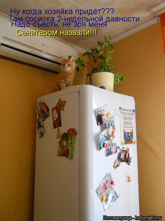 Ну когда хозяйка придёт??? Там сосиска 2-недельной давности Надо съесть, не зря меня Санитаром назвал... Котоматрица: Ну когда хозяйка придёт??? Там сосиска 2-недельной давности Надо съесть, не зря меня Санитаром назвали!!!