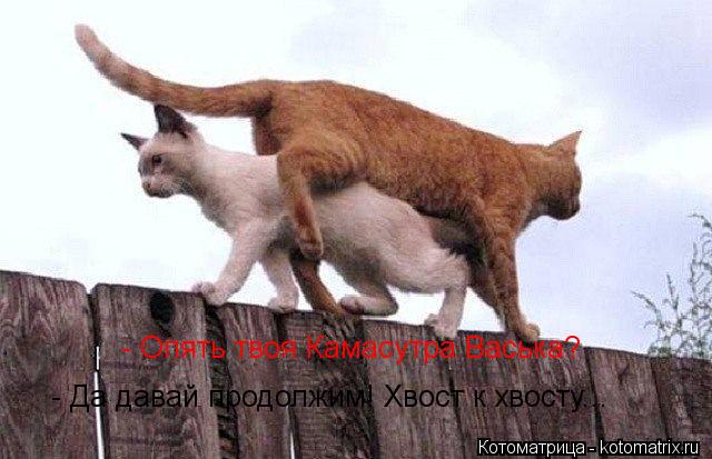 - Опять твоя Камасутра Васька? - Да давай продолжим! Хвост к хвосту...... Котоматрица: - Опять твоя Камасутра Васька? - Да давай продолжим! Хвост к хвосту...