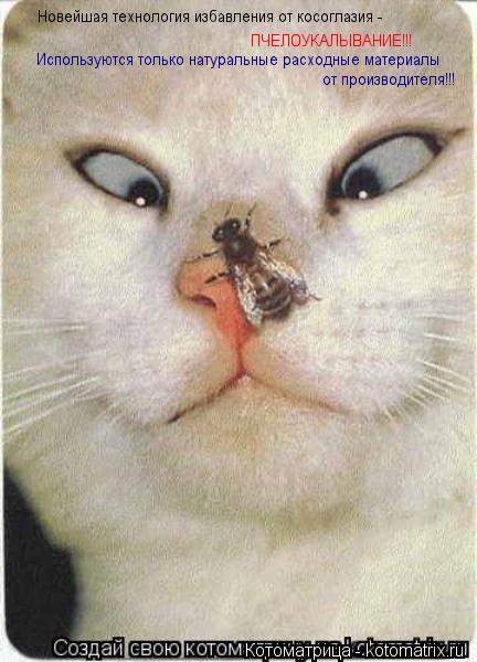 Котоматрица: Новейшая технология избавления от косоглазия -  ПЧЕЛОУКАЛЫВАНИЕ!!! Используются только натуральные расходные материалы  от производителя!!