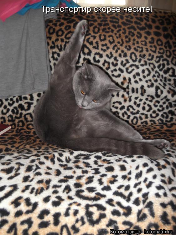 Транспортир скорее несите!... Котоматрица: Транспортир скорее несите!