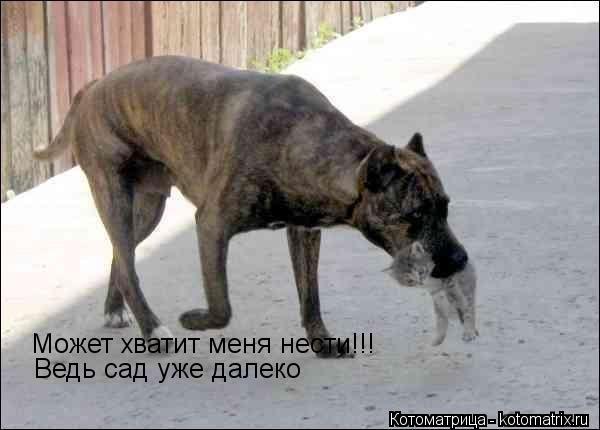 Котоматрица: Может хватит меня нести!!! Ведь сад уже далеко