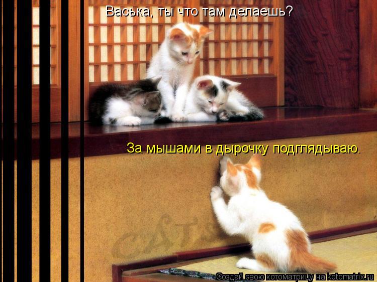 Васька, ты что там делаешь? За мышами в дырочку подглядываю.... Котоматрица: Васька, ты что там делаешь? За мышами в дырочку подглядываю.