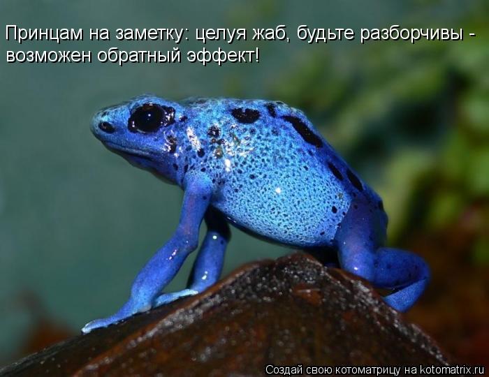 Принцам на заметку: целуя жаб, будьте разборчивы - возможен обратный эффект!... Котоматрица: Принцам на заметку: целуя жаб, будьте разборчивы - возможен обратный эффект!