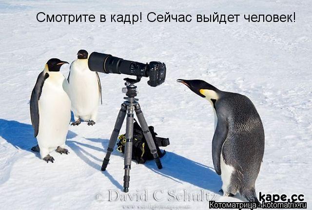 Смотрите в кадр! Сейчас выйдет человек!... Котоматрица: Смотрите в кадр! Сейчас выйдет человек!