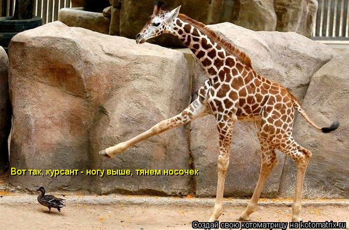 Вот так, курсант - ногу выше, тянем носочек... Котоматрица: Вот так, курсант - ногу выше, тянем носочек