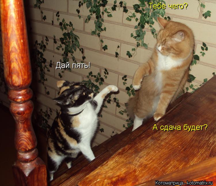 Тебе чего? Дай пять! А сдача будет?... Котоматрица: Тебе чего? Дай пять! А сдача будет?