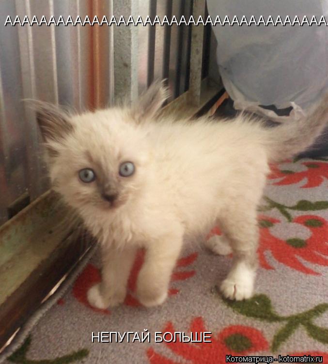 ААААААААААААААААААААААААААААААААААААААААААААААААААААААА НЕПУГАЙ БОЛЬШЕ... Котоматрица: ААААААААААААААААААААААААААААААААААААААААААААААААААААААА НЕПУГАЙ БОЛЬШЕ