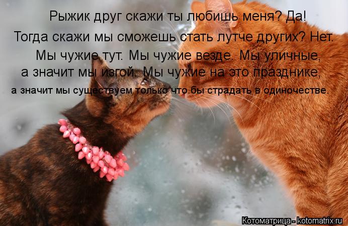 Котоматрица: Рыжик друг скажи ты любишь меня? Да! Тогда скажи мы сможешь стать лутче других? Нет. Мы чужие тут. Мы чужие везде. Мы уличные, а значит мы изгой