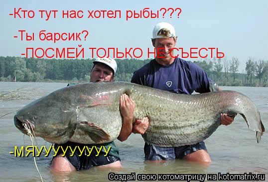 Котоматрица: -Кто тут нас хотел рыбы??? -Ты барсик? -ПОСМЕЙ ТОЛЬКО НЕ СЪЕСТЬ  -МЯУУУУУУУУУ