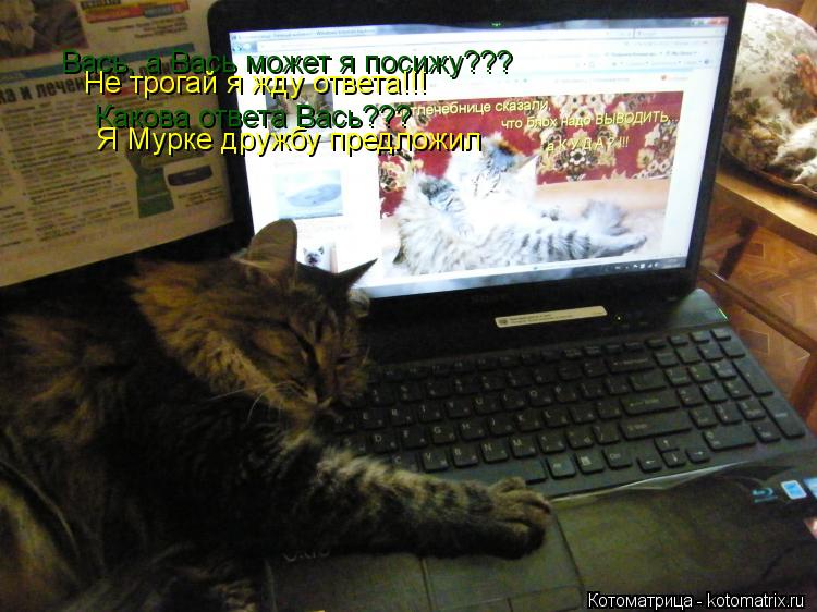 Вась, а Вась может я посижу??? Не трогай я жду ответа!!! Какова ответа Вась??? Я Мурке дружбу предлож... Котоматрица: Вась, а Вась может я посижу??? Не трогай я жду ответа!!! Какова ответа Вась??? Я Мурке дружбу предложил