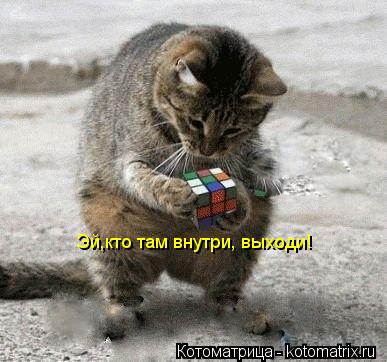 Эй,кто там внутри, выходи!... Котоматрица: Эй,кто там внутри, выходи!