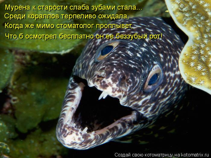 Мурена к старости слаба зубами стала... Среди кораллов терпеливо ожидала, Когда же мимо стоматолог пр... Котоматрица: Мурена к старости слаба зубами стала... Среди кораллов терпеливо ожидала, Когда же мимо стоматолог проплывет, Что б осмотрел бесплатно он ее