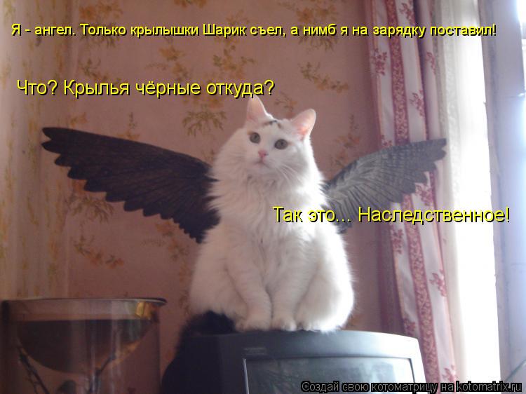 Котоматрица: Я - ангел. Только крылышки Шарик съел, а нимб я на зарядку поставил! Что? Крылья чёрные откуда? Так это... Наследственное!