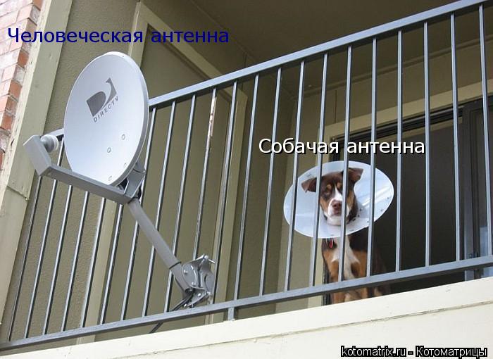 Котоматрица: Человеческая антенна Собачая антенна