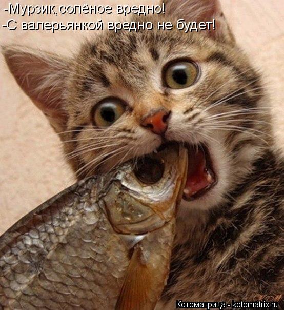 -Мурзик,солёное вредно! -С валерьянкой вредно не будет!... Котоматрица: -Мурзик,солёное вредно! -С валерьянкой вредно не будет!