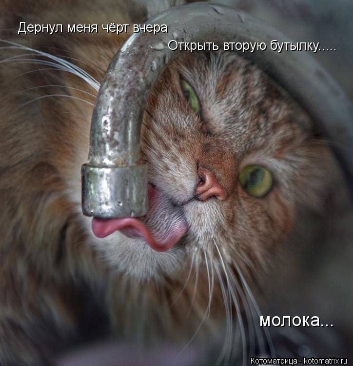 Дернул меня чёрт вчера Открыть вторую бутылку..... молока...... Котоматрица: Дернул меня чёрт вчера Открыть вторую бутылку..... молока...