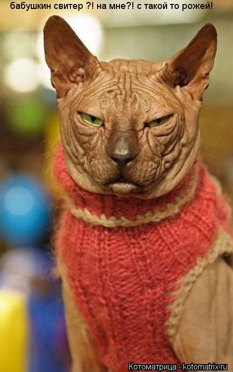 бабушкин свитер ?! на мне?! с такой то рожей!... Котоматрица: бабушкин свитер ?! на мне?! с такой то рожей!